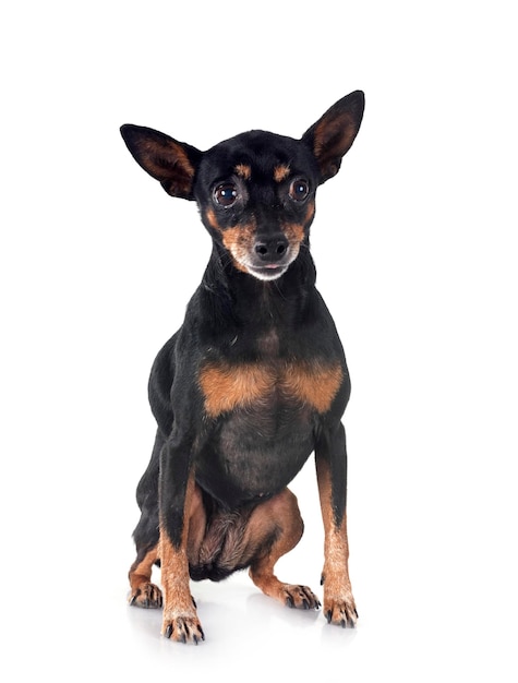 Pinscher en miniature dans le studio