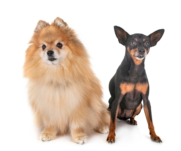 Pinscher miniature et spitz