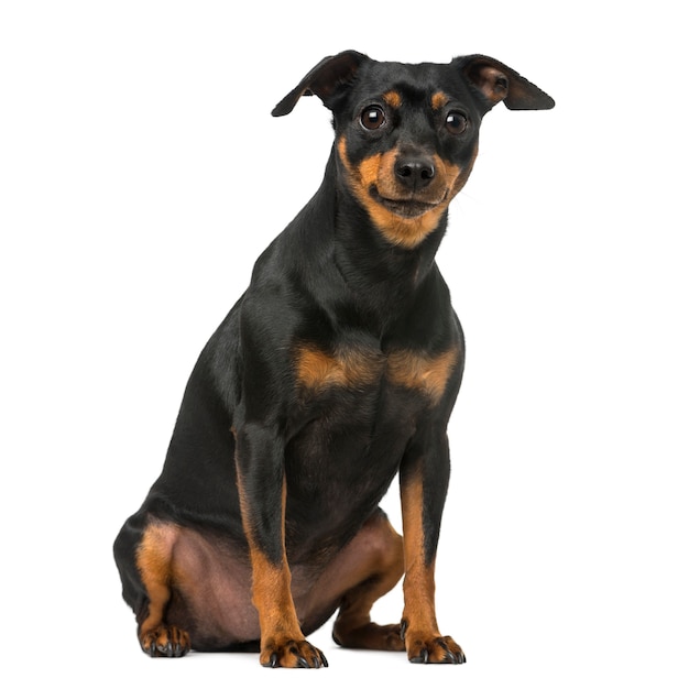 Pinscher nain et chihuahua