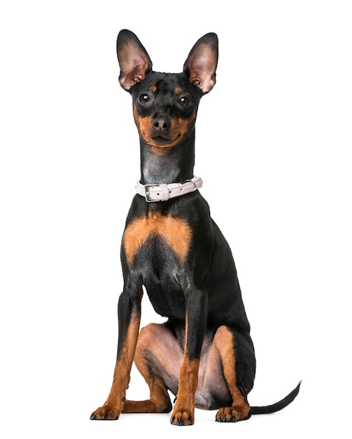 Pinscher nain isolé sur blanc