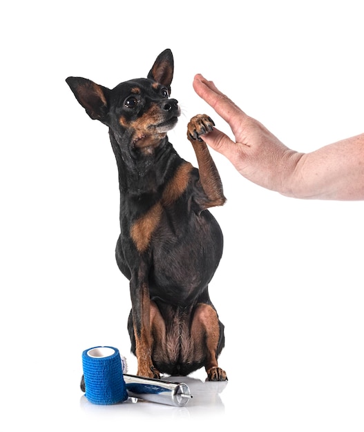 Pinscher nain malade in front of white background