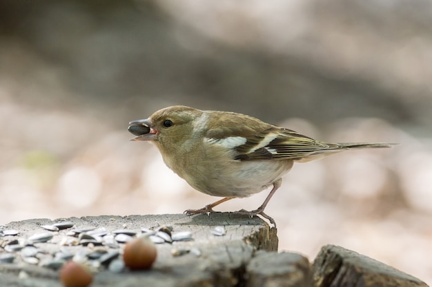 Pinson des arbres sur une branche