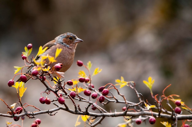 Le pinson des arbres est l'un des passereaux les plus communs en Europe