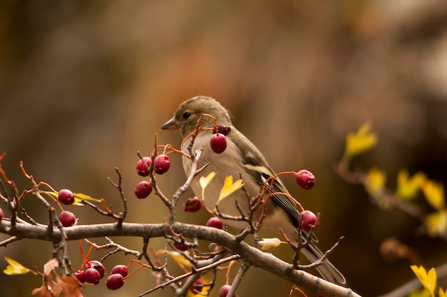 Le pinson des arbres est l'un des passereaux les plus communs en Europe