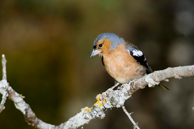 Le pinson des arbres est l'un des passereaux les plus communs en Europe