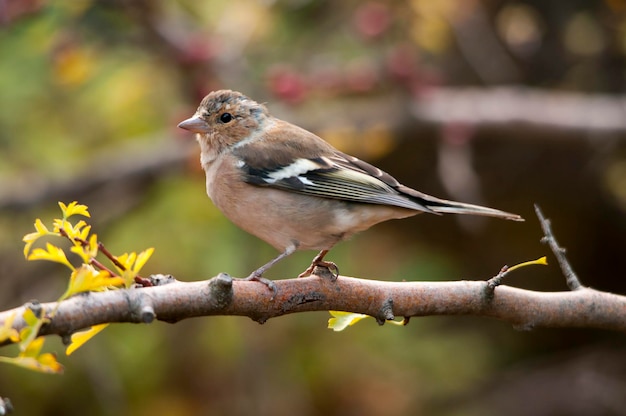 Le pinson des arbres est l'un des passereaux les plus communs en Europe