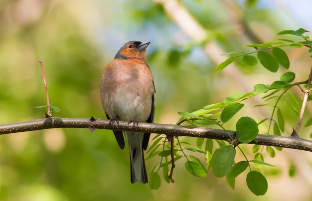 Pinson des arbres Fringilla coelebs Au petit matin un oiseau mâle est assis sur une branche