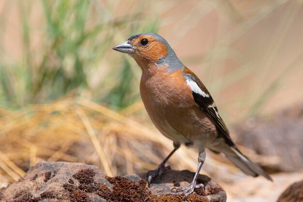 Pinson des arbres Fringilla coelebs Avila Espagne