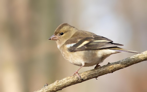 Pinson des arbres Fringilla coelebs Une femelle oiseau assis sur une branche