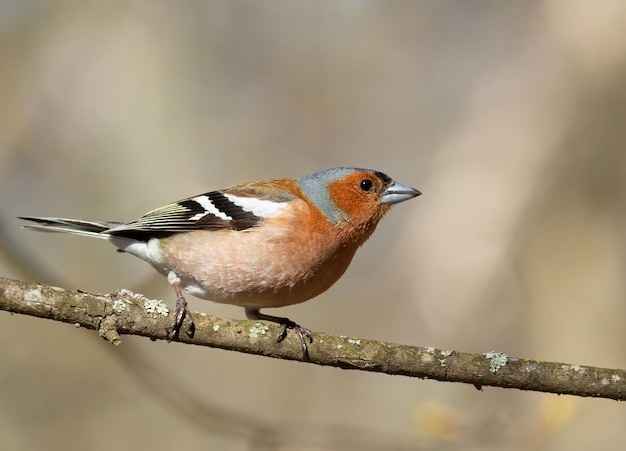 Pinson des arbres Fringilla coelebs Un oiseau est assis sur une fine branche sur un beau fond