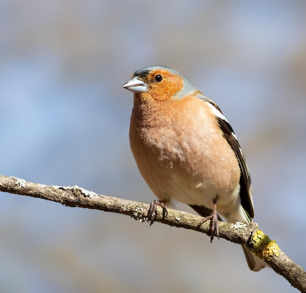 Pinson des arbres Fringilla coelebs Un oiseau est assis sur une fine branche contre le ciel