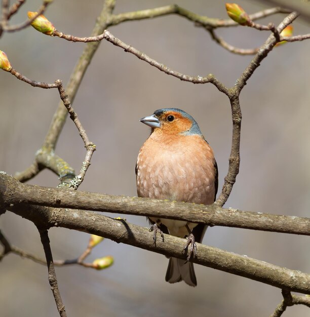 Pinson des arbres Fringilla coelebs Un oiseau mâle assis sur une branche d'arbre