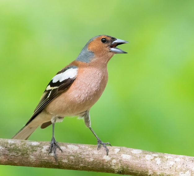 Pinson des arbres Fringilla coelebs Un oiseau mâle chante assis sur une branche d'arbre dans les bois