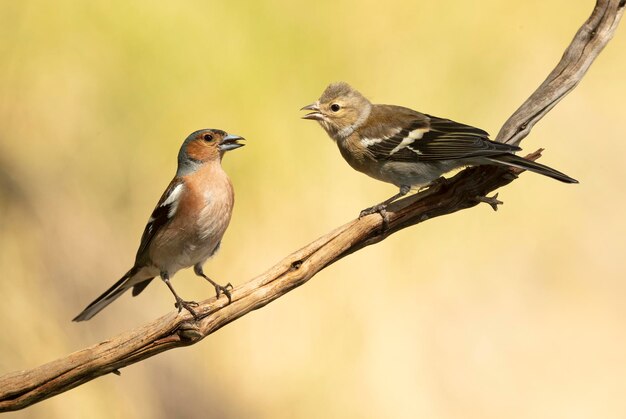 Pinson des arbres mâle adulte nourrissant son poussin aux premières lueurs d'un jour de printemps