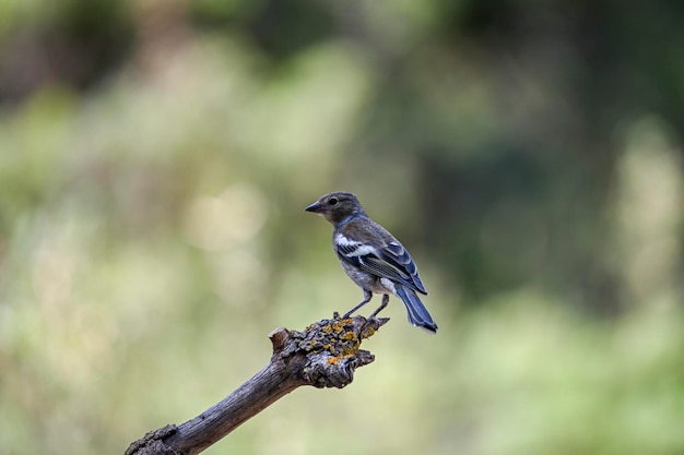 Pinson commun ou Fringilla coelebs Petit oiseau passereau