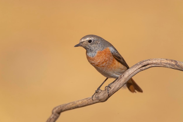 Pinson Fringilla montifringilla Cordoue Espagne