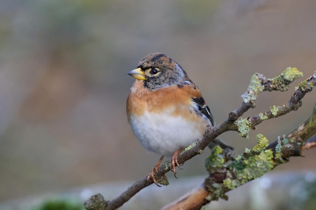 Pinson Fringilla montifringilla