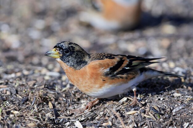 Pinson Fringilla montifringilla