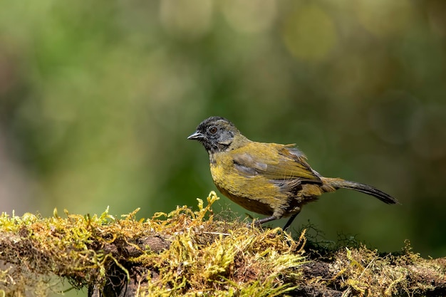 Le pinson à grands pieds est un oiseau chanteur originaire des hauts plateaux du Costa Rica et de l'ouest du Panama.