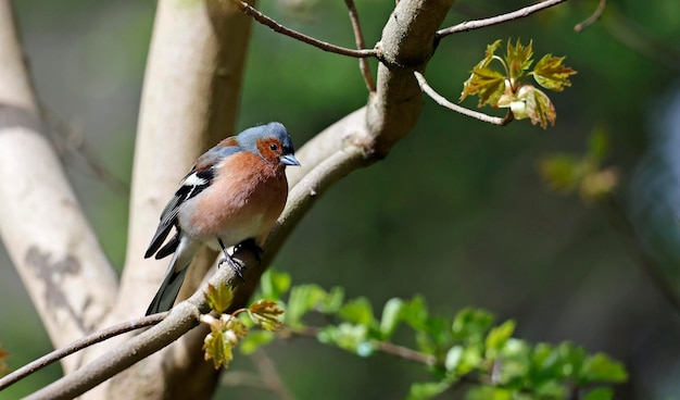 Pinson mâle coloré perché dans un arbre