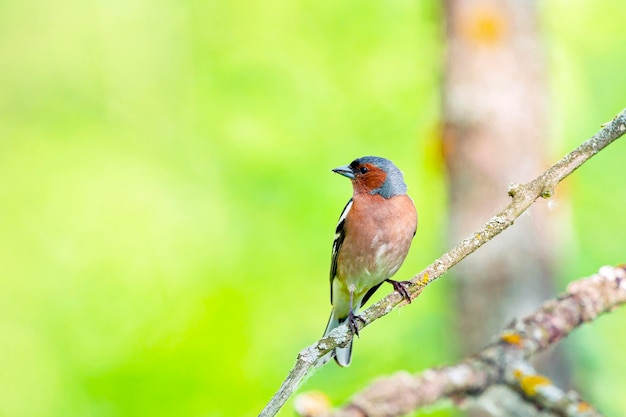 Pinson des pins Oiseau chanteur de la famille des pinsons