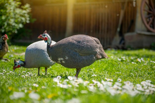 Pintade broutant sur l'herbe verte de l'arrière-cour