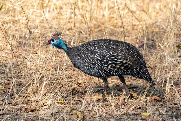 Pintade casquée dans le parc Kruger