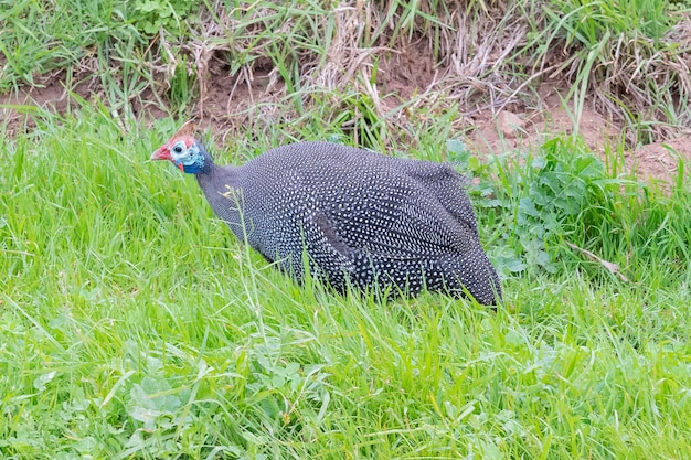 Pintade casquée (Numida meleagris) Kruger, Afrique du Sud