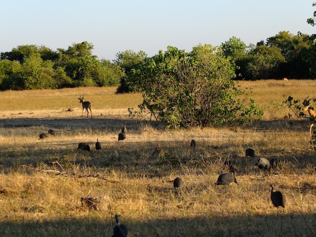 Pintados sur le safari dans le parc national de Chobe Afrique Botswana