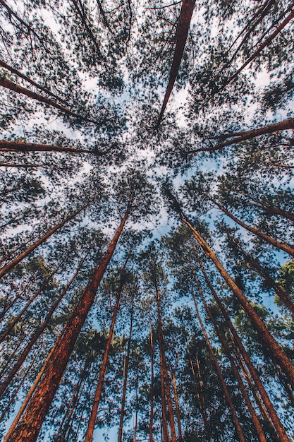 Pinus mugo - Il est également connu sous le nom de pin rampant, pin de montagne nain