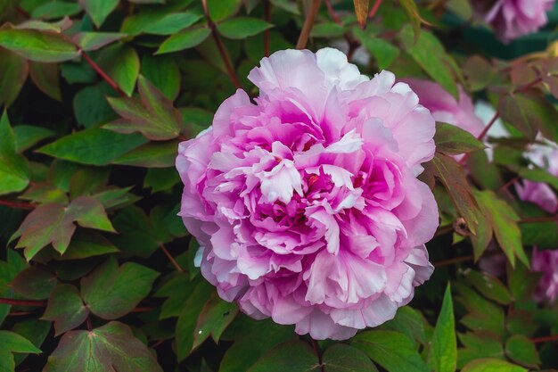 Photo des pionnées roses luxuriantes des buissons avec des fleurs de pionnées luxuriantes