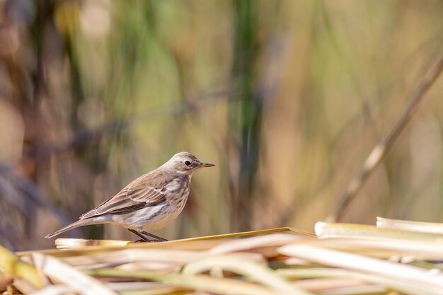 La pipette d'eau Anthus spinoletta Toledo Espagne