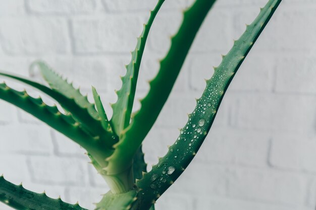 pipette avec une goutte de sérum pour le visage à l'extrait d'aloès contre la surface d'une plante d'aloès floue