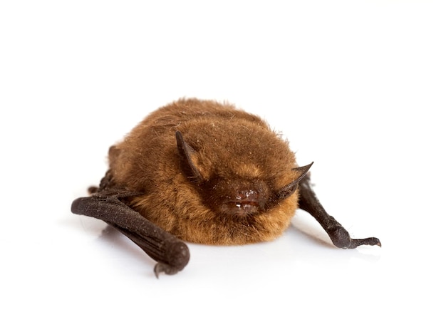 Pipistrellus pipistrellus devant fond blanc