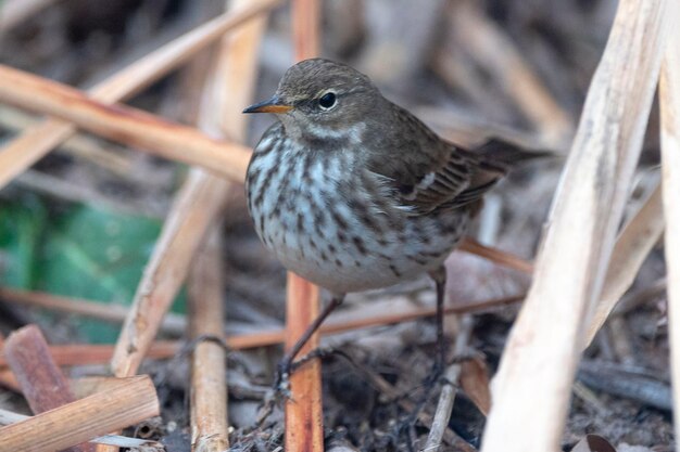 Pipit d'eau (Anthus spinoletta) Tolède, Espagne