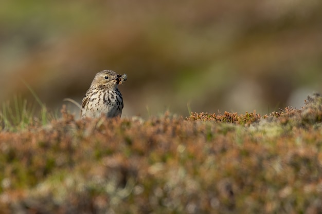 Pipit des prés assis sur le sol moussu