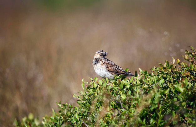 Pipit des prés perché sur un myrtille au bec plein d'insectes