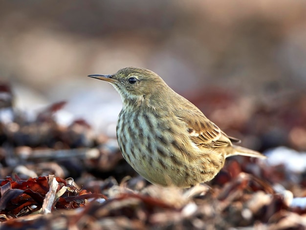 Pipit des rochers eurasien Anthus petrosus