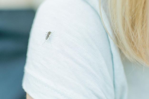 Piqûre de moustique Le moustique est assis sur un T-shirt blanc