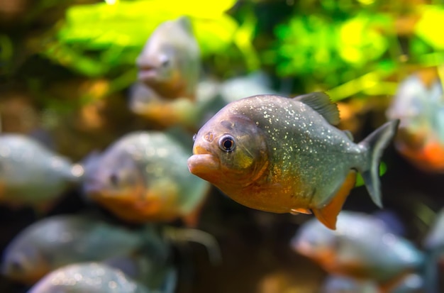 Piranha (Colossoma macropomum) dans un aquarium sur fond vert