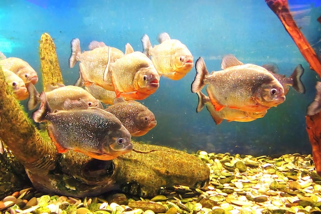 Piranha à ventre rouge Pygocentrus nattereri famille de poissons d'eau douce région des Serrasalmidae Amérique du Sud Gros plan sous l'eau de Piranha rouge Banque de Piranha rouge dans une rivière tropicale