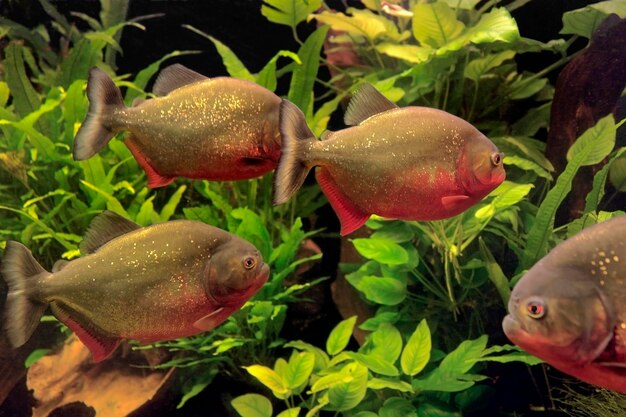 Les piranhas