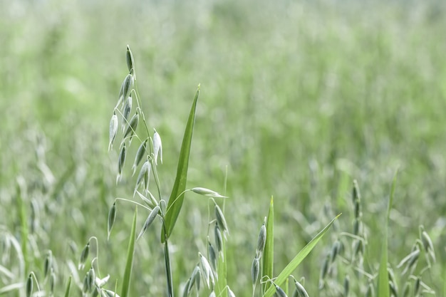 Épis d'avoine sur les champs agricoles semés de céréales