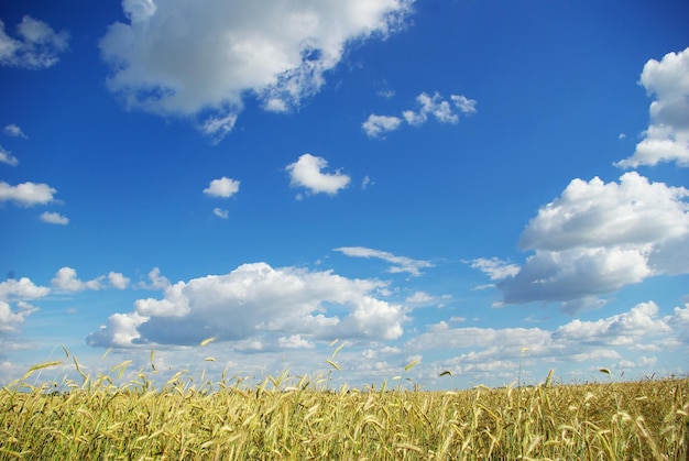 Épis de blé contre le ciel bleu