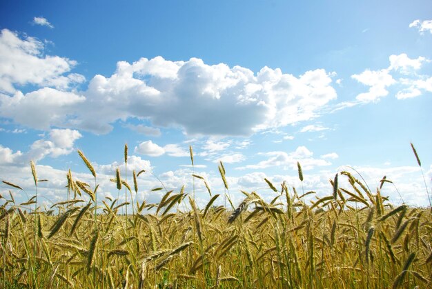 Épis de blé contre le ciel bleu