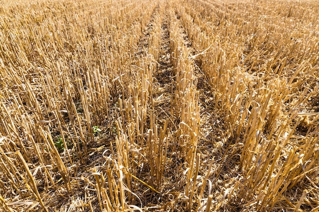 Épis de blé coupés courts sur le terrain après la récolte