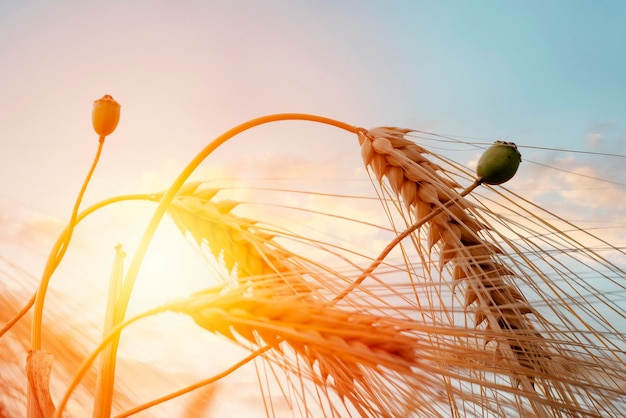 Épis de blé dans le champ au coucher du soleil Agriculteurs sécurisant l'approvisionnement alimentaire et nourrissant la nation