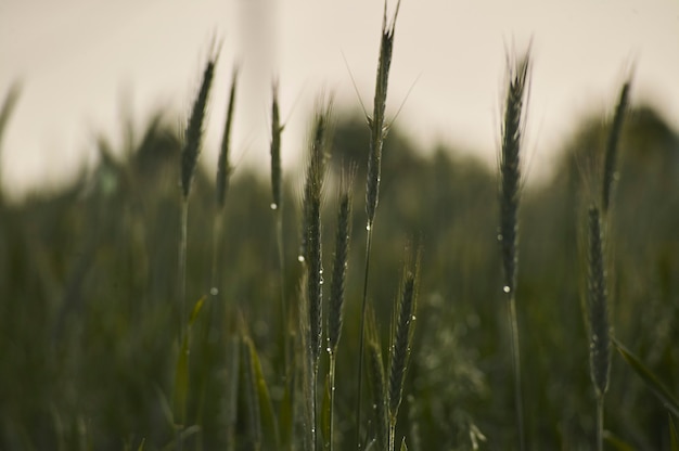 Épis de blé dans un champ de culture, agriculture en italie.