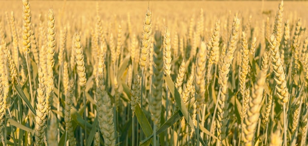 Épis de blé dans le champ faible profondeur de champ Fond naturel