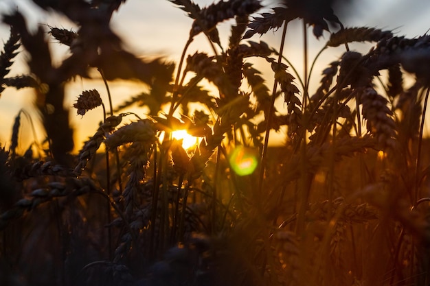 Épis de blé doré agrandi sous la lumière du soleil